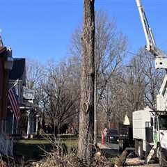 Contacting Patriot Tree Service in Northern Virginia: A Guide from an Expert