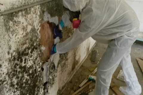 Mold Remediation In Hollywood, FL: Collaborating With Residential Electricians For A Thorough..