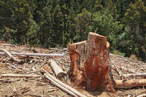 What Do Tree Removal Companies Do With the Wood