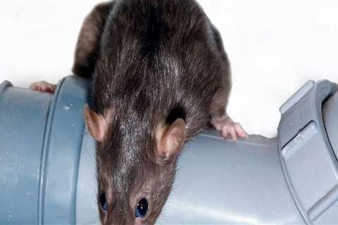 How Rodent Control Services Can Save You Money In The Long Run: A Las Vegas Perspective