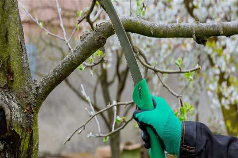 Tree Care 101: Understanding The Importance Of Arboriculture In Harrisburg, PA