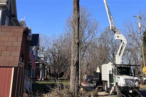 Contacting Patriot Tree Service in Northern Virginia: A Guide from an Expert