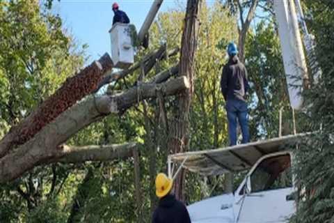 Patriot Tree Service: A Trusted Name in Northern Virginia