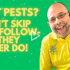 The Power of Constant Follow-Up and Inspection: How to Achieve Long-Term Pest Control