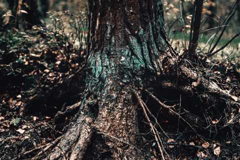 BEST PRACTICES FOR MANAGING TREE ROOT SYSTEMS