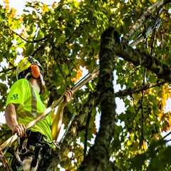 Tree Trimming In Portland, OR: When And Why It's Essential For Your Trees