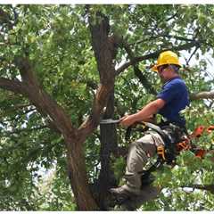 COMMON QUESTIONS ABOUT RESIDENTIAL TREE PRESERVATION