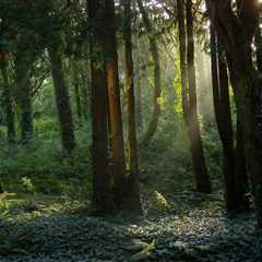 THE IMPORTANCE OF TREE CARE AROUND POWER LINES