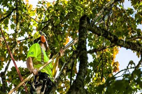 Tree Trimming In Portland, OR: When And Why It's Essential For Your Trees