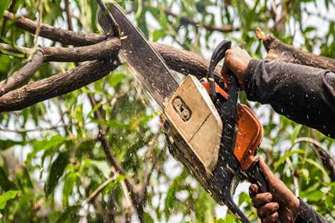 Making The Right Choice: How To Find A Trusted Tree Service Company In Portland, OR