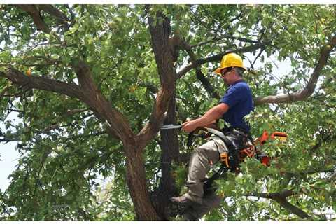 COMMON QUESTIONS ABOUT RESIDENTIAL TREE PRESERVATION