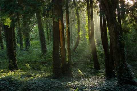 THE IMPORTANCE OF TREE CARE AROUND POWER LINES