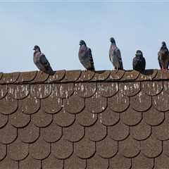 How to Protect Your Roof from Animal Infestations