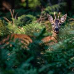 THE IMPACT OF TREES ON WILDLIFE HABITAT IN UTAH