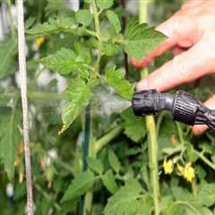 The Benefits and Uses of Organic Pest Control Products