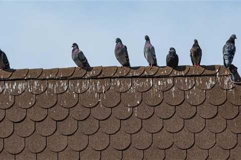 How to Protect Your Roof from Animal Infestations