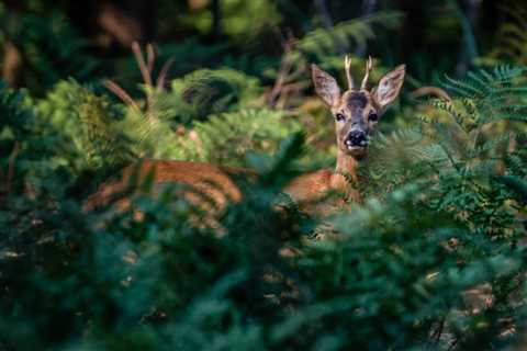 THE IMPACT OF TREES ON WILDLIFE HABITAT IN UTAH