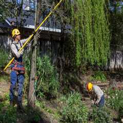 The Role of Arborists in Palmerston North Construction Projects