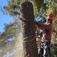 The Ultimate Guide To Tree Cutting And Trimming Services In Kalamazoo: What You Need To Know