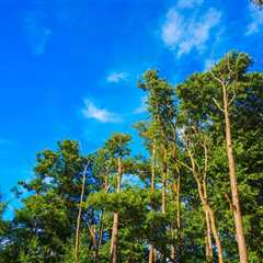 THE SCIENCE BEHIND HOW TREES STORE CARBON