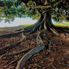 THE SCIENCE BEHIND HOW TREES IMPROVE SOIL HEALTH