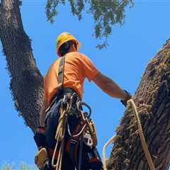 Apopka Land Clearing: Why Professional Tree Removal Is Essential For Safety And Efficiency