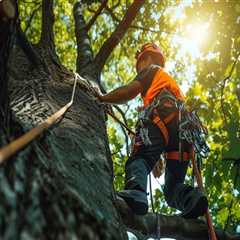 Understanding The Role Of Soil Health In Tree Maintenance In Windermere