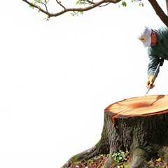 Tree Removal And Stump Grinding (801) 466–8044