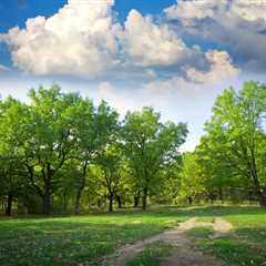 THE SCIENCE BEHIND HOW TREES IMPROVE WATER CONSERVATION | Family Law Attorney Utah