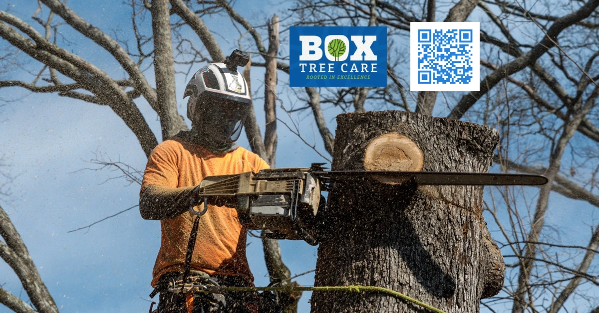 Tree Service - Lakeway, TX - Box Tree Care