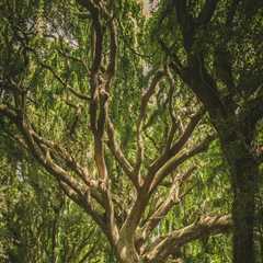 Steel Home Construction In Aurora: Why Tree Health Assessment Is Essential