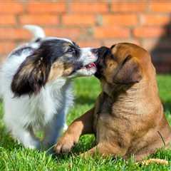 Creating a Pet-Friendly Yard With Artificial Turf: What You Need to Know