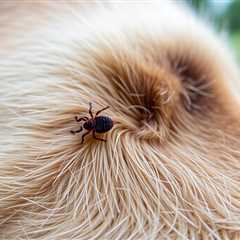 Understanding the Risks: What Happens When a Tick is Under Your Dog’s Skin?