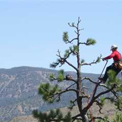 Tree Service Eagle Mountain UT 84005