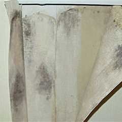 Mold Growth: Understanding the Effects and How to Handle It