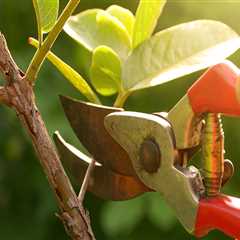 Proper Plant Care and Pruning Techniques for a Beautiful Outdoor Space