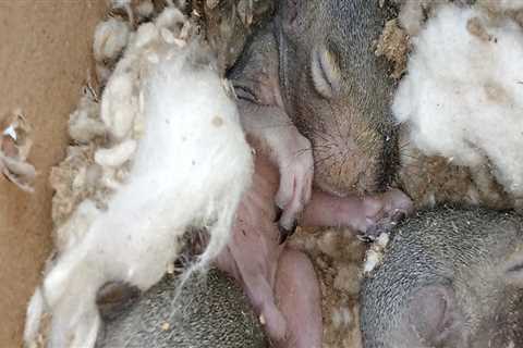 Effective Outdoor Pest Control: How Rodent Control Companies Tackle Wildlife In Middle Tennessee