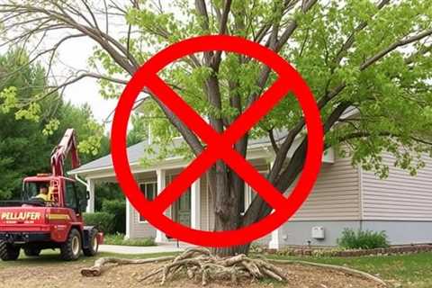 Property Loss Appraisal Related To Tree Work Murray UT