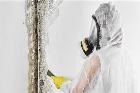 Testing for Mold in Your Home: A Comprehensive Guide for Homeowners