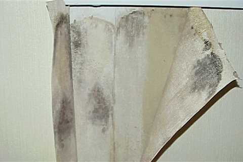 Mold Growth: Understanding the Effects and How to Handle It