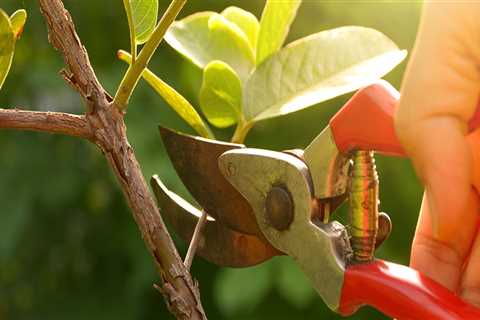 Proper Plant Care and Pruning Techniques for a Beautiful Outdoor Space
