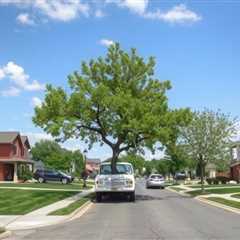 Residential Street Tree Removal St. George UT