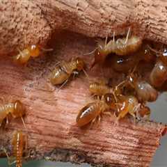 Why Every Presale Home Renovation In Fayetteville Needs A Trusted Pest Control Company