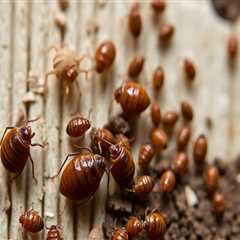 Bed Bugs Be Gone: Choosing The Right Extermination Service And Staging Your Home For Appeal