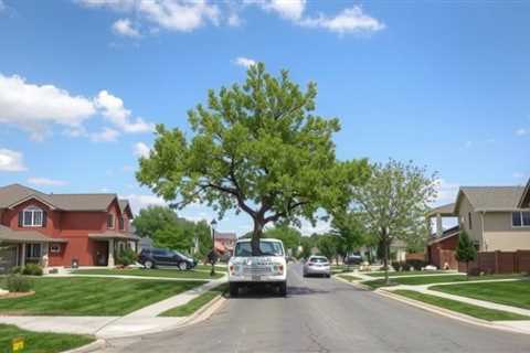 Residential Street Tree Removal St. George UT