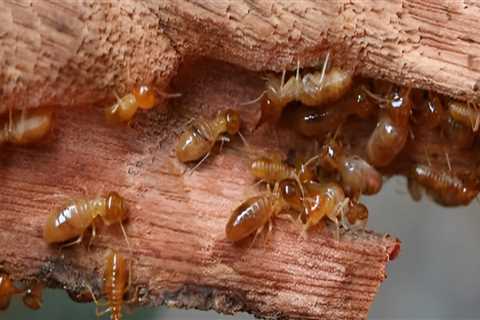 Why Every Presale Home Renovation In Fayetteville Needs A Trusted Pest Control Company