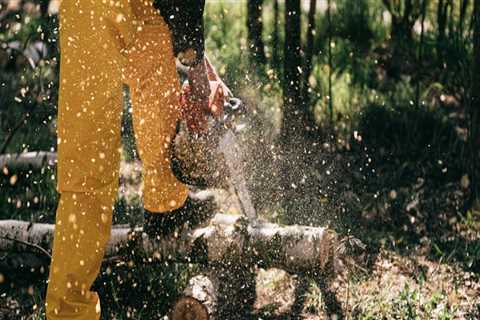 Get A Fresh Start: Remove Stumps In Kalamazoo Before Your Lawn Care Kicks Off
