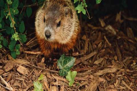 Why Groundhog Removal Is Essential For Comprehensive Rodent Control In Murfreesboro, TN