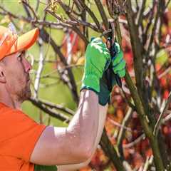 From Diagnosis To Recovery: Let Professionals Handle Tree Disease In Pembroke Pines