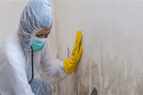 Beyond The Surface: How Mold Remediation Service Safeguards Kitchen Cabinets In Murray
